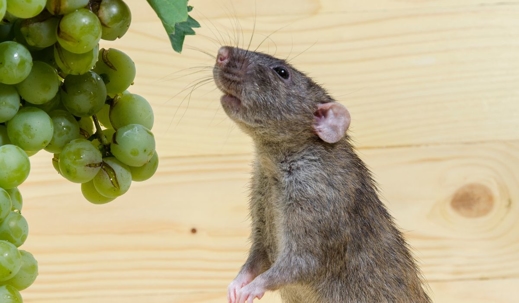 Rat and grapes.