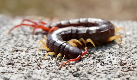 garden centipede