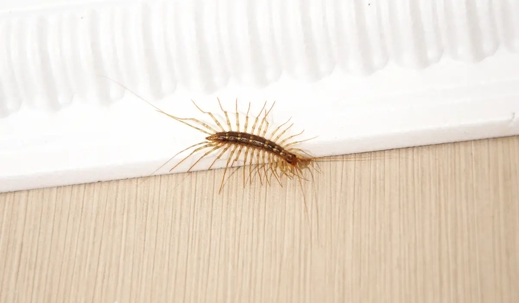house centipede