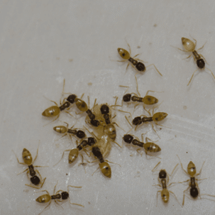 ghost ants