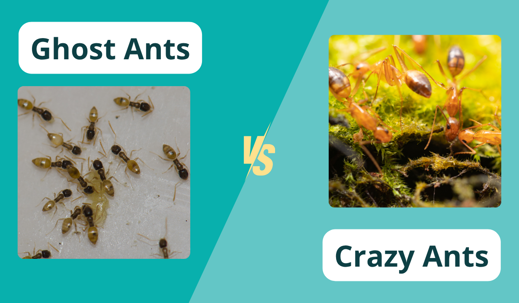 crazy vs ghost ants