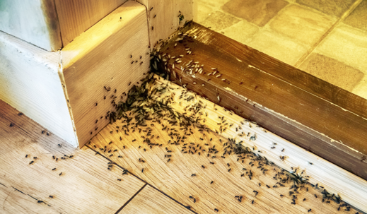hidden ant nest inside home