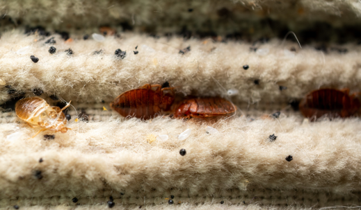 home pest spot
