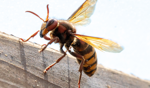 hornet