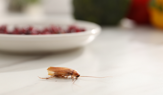 light brown roach