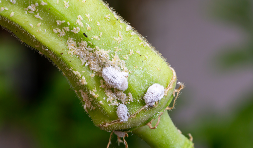 mealybug infestation