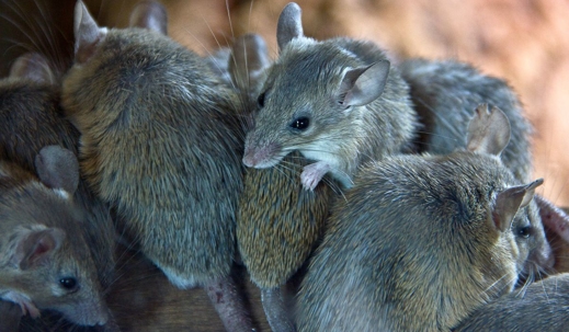 mice