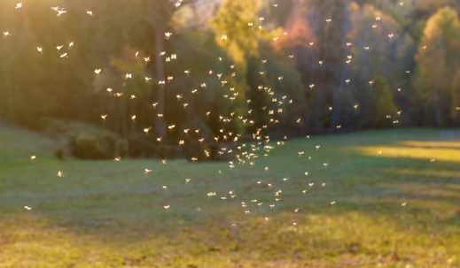 mosquito swarming season