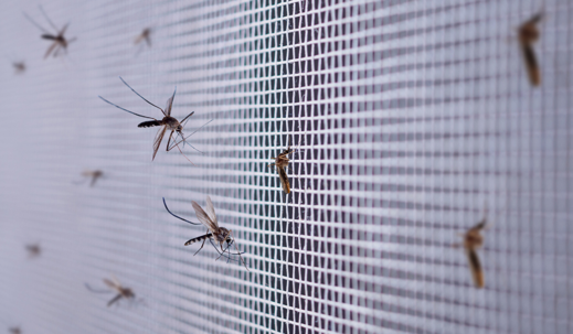 mosquitoes on insect screen