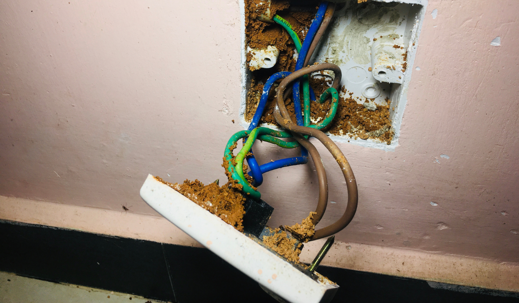 nest of ants in a power outlet at home