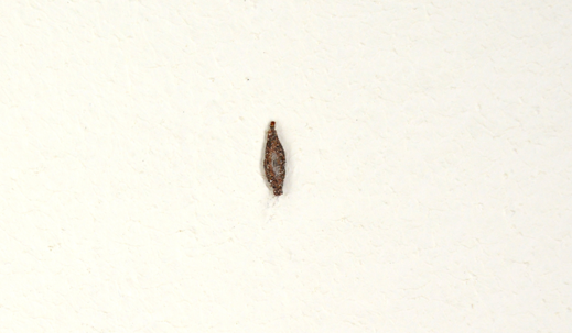 plaster bagworm
