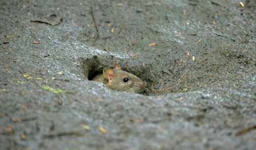 rat burrows in yard