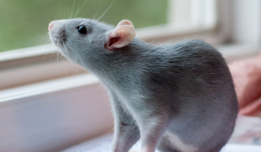rat in the window