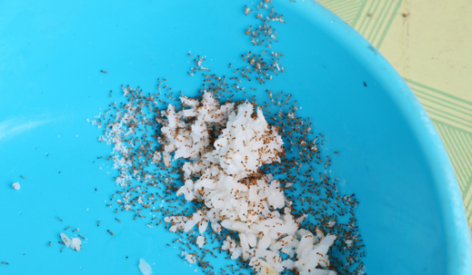 red ants feeding and carry rice to nest from dog bowl