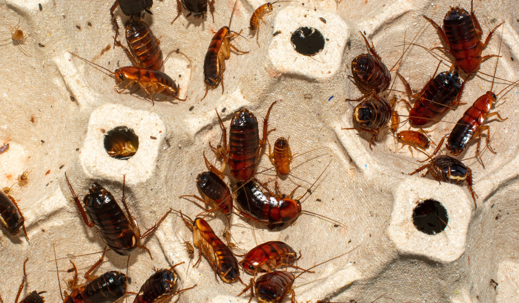 red roaches