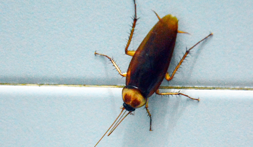 roach in a bathroom