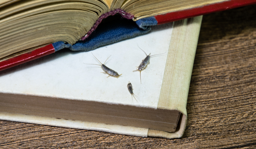 silverfish in books and papers