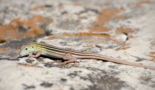 six lined racerunner Aspidoscelis sexlineata