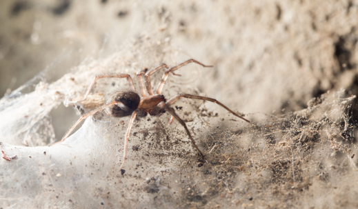 spider in garage