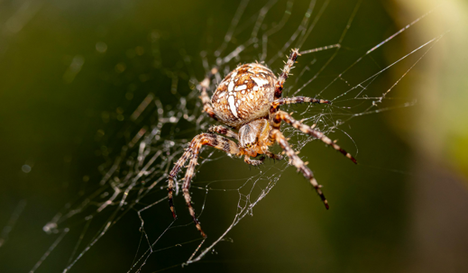spider on web