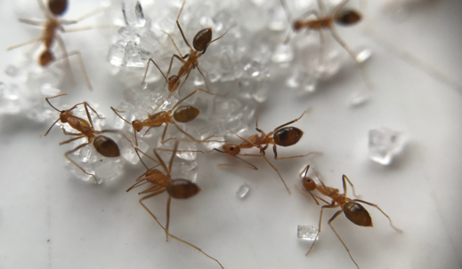 sugar ants