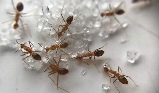 sugar ants