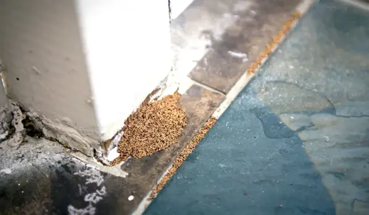 termite droppings