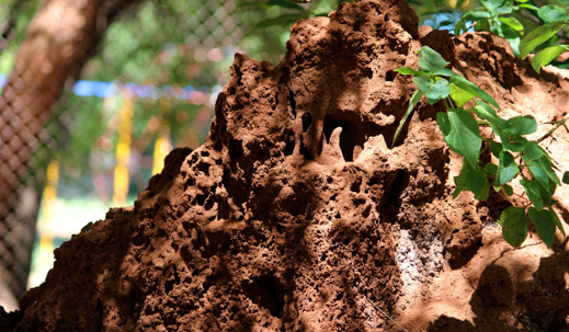 termite mound
