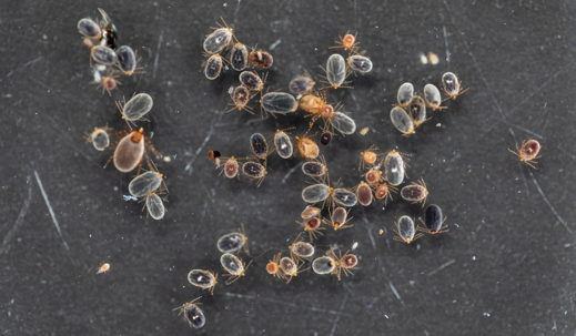 ticks