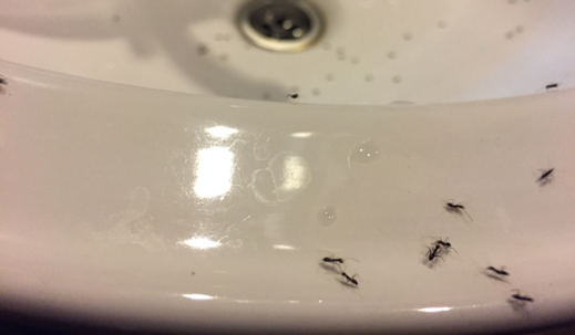 tiny black ants bathroom