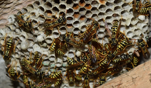 wasp nest with wasps