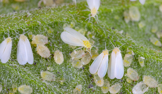 whiteflies on a leaf