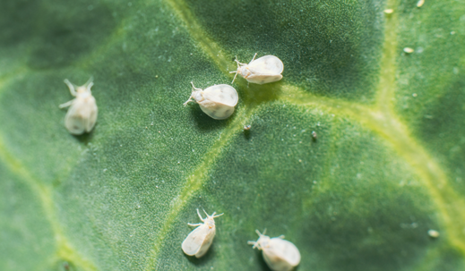 whiteflies on a plant