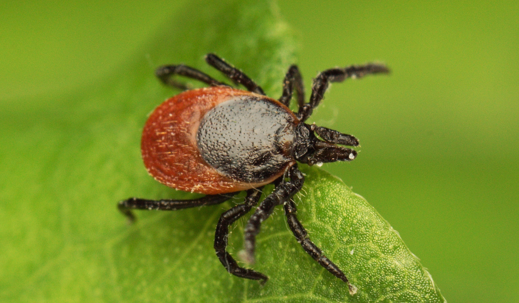 wood tick on a leaf