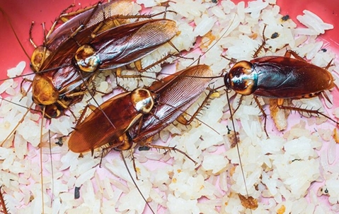 Cockroaches