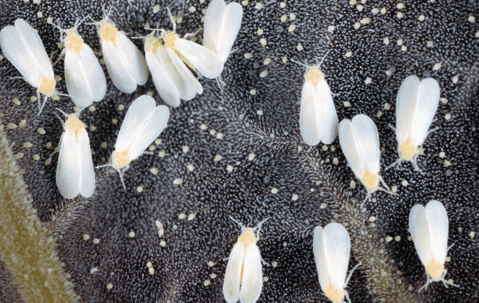Whiteflies