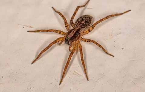 Adult Wolf Spider