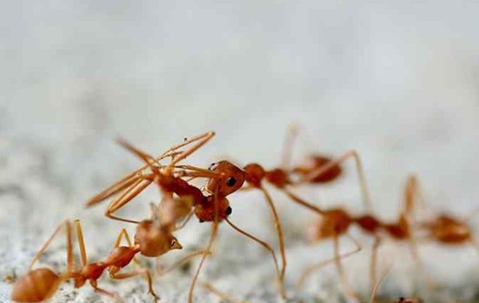 Fire ants