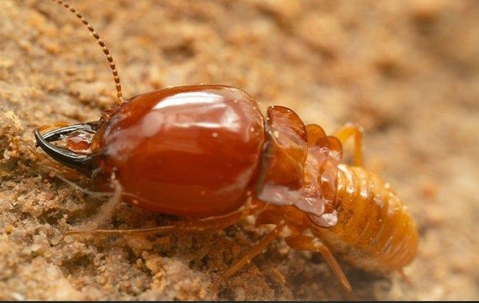 Termite Control West Palm Beach