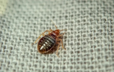 Bed bug