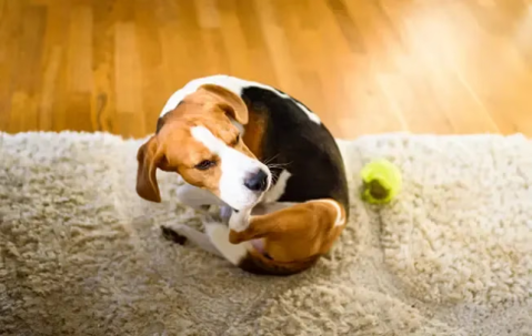 Dog on carpet dealing with fleas