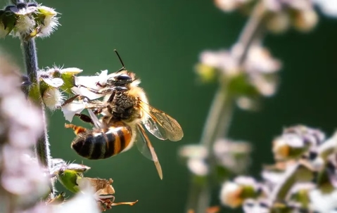 African Honey Bee on a flower.