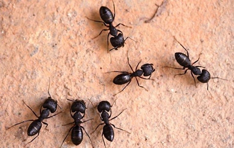 carpenter ants in south Florida