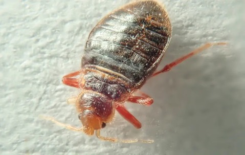 bed bug on light background