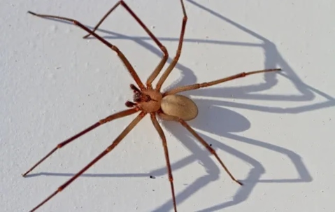 Hairless adult Brown Recluse Spider.