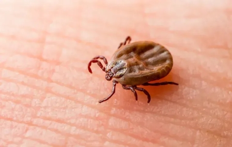 Tick crawling on someone's skin.