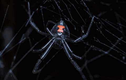 Black widow spider found in Miami, FL