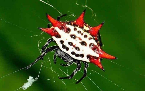 Spiny Spider control in West Palm Beach.