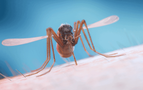 Mosquito control in Jupiter