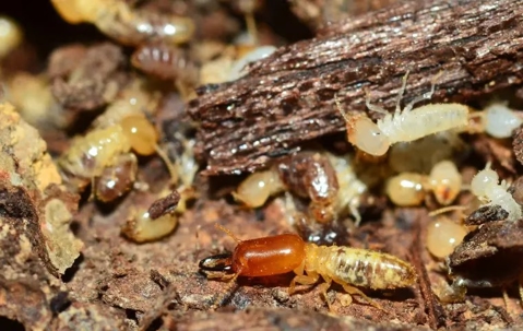 Drywood Termite